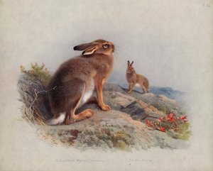 Schneehase (Herbst), Irischer Hase