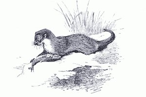 Otter mit Fisch, aus Thorburns Säugetiere veröffentlicht von Longmans and Co, ca. 1920 von Archibald Thorburn