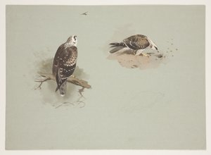 Blasser Honigbussard, ca. 1915