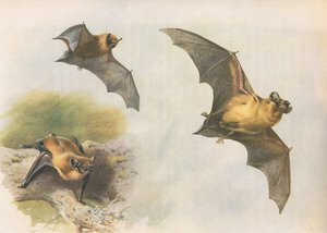 Zwergfledermaus oder Gemeine Fledermaus, aus Thorburns Säugetiere, veröffentlicht von Longmans and Co, ca. 1920