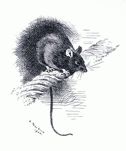 Ratte, veröffentlicht von Book Club Associates