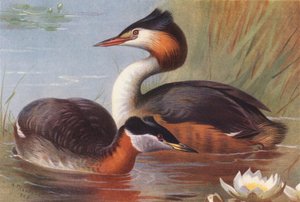 Rothalstaucher, Haubentaucher