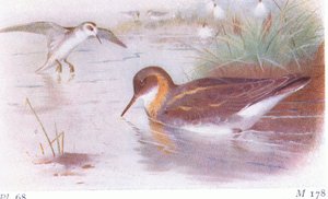 Odinshühnchen (Sommer und Herbst), aus Vögel der Britischen Inseln und ihre Eier, veröffentlicht von Frederick Warne & Co Ltd, 1958