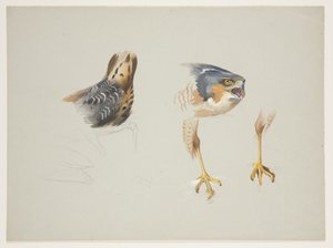 Rumpf eines Watvogels und Kopf und Beine eines Sperber, ca. 1915