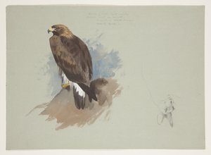 Seeadler und Bleistiftskizze eines Kaninchens, ca. 1915