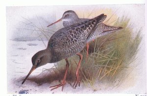 Dunkler Wasserläufer, aus Vögel der Britischen Inseln und ihre Eier veröffentlicht von Frederick Warne & Co Ltd, 1958