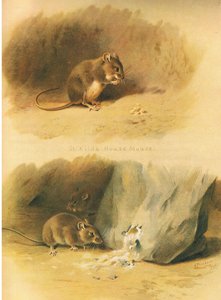St. Kilda-Hausmaus und Gemeine Maus, aus Thorburns Säugetiere, veröffentlicht von Longmans and Co, ca. 1920