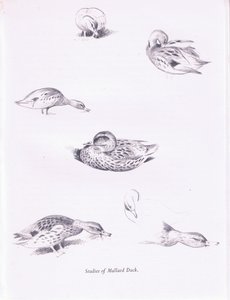 Studien von Stockenten von Archibald Thorburn