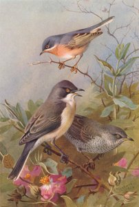 Subalpine Grasmücke, Orpheusgrasmücke, Sperbergrasmücke (Farblithografie) von Archibald Thorburn