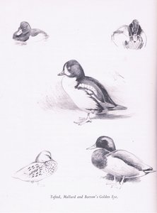 Reiherenten, Stockenten, Barrows Goldaugen von Archibald Thorburn