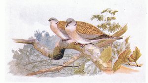 Turteltaube, aus Vögel der Britischen Inseln und ihre Eier, veröffentlicht von Frederick Warne & Co Ltd, 1958