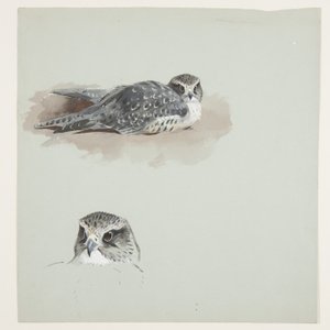 Zwei Farbstudien eines Merlin, ca. 1915 von Archibald Thorburn