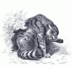 Wildkatze, aus Thorburns Säugetiere, veröffentlicht von Longmans und Co, ca. 1920 von Archibald Thorburn