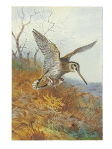 Waldschnepfe und Jungvögel