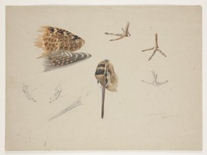 Schnabel, Füße und Flügel der Waldschnepfe, ca. 1915
