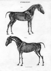 Anatomie eines Pferdes, 19. Jahrhundert