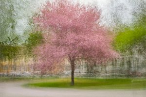 Verschwommener rosa Frühlingsbaum von Arne Östlund