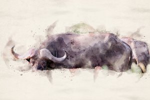 Afrikanischer Büffel Aquarell