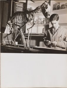 [Junger Mann steht neben einem Tierskelett] von Arnold Eagle