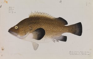 Östlicher Wirra, Acanthistius ocellatus