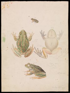 Grummelnder Grasfrosch, Litoria raniformis