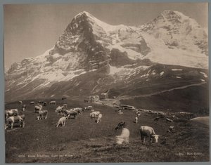 Kühe auf der Kleinen Scheidegg im Berner Oberland, im Hintergrund der Eiger und der Mönch von Arthur Gabler