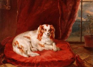 Ein Cavalier King Charles Spaniel auf einem roten Kissen liegend von Arthur J. Stark