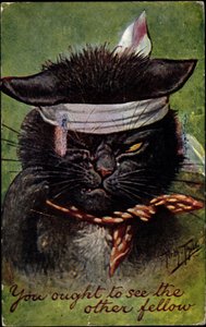 Katze, du solltest den anderen Kerl sehen