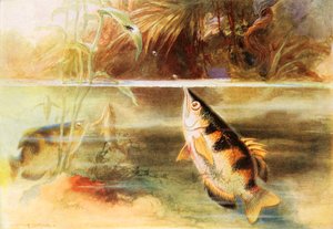 Ein Sportler unter Fischen von Arthur Twidle
