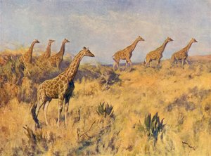 Eine Truppe Giraffen