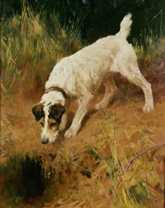 Foxterrier
