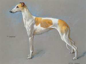 Die weiße und rehfarbene Champion-Greyhound-Hündin 