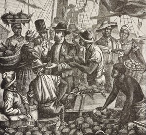 Geschichte Englands (19. Jahrhundert). Kolonisierung (1880). Bahama verkauft Ananas. Englische Kolonie auf New Providence Island. Ananas waren eines der Exportprodukte aus dem Hafen von Nassau, dem wichtigsten. Gravur. Private Sammlung
