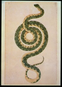 Schlange (Gravur) von Artist Unknown
