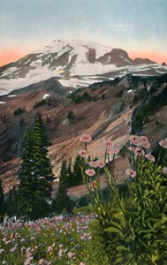 Lila Astern, im Mount Rainier Nationalpark, um 1916