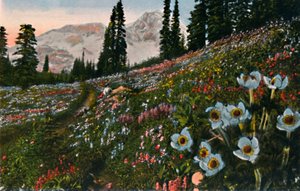 Die Anemone im Mount Rainier Nationalpark, um 1916