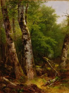 Birken und Ahornbäume, 1855