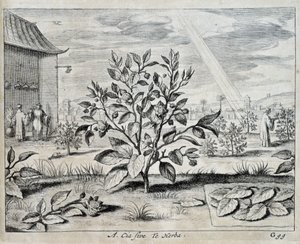 Der Kamelienbaum - in „China“ von Athanase Kircher (oder Athanasius Kircheri) von Athanasius Kircher