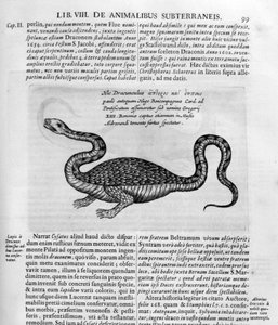 Kleiner Drache, 1678