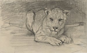 Liegende Löwin