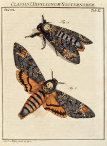Schmetterling, Totenkopf / Rösel v. R.