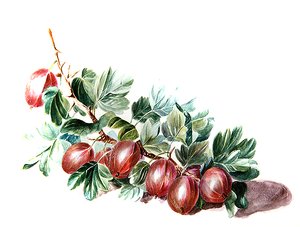 Stachelbeeren von Augusta Innes Withers