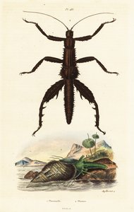 Dornteufel-Wanderstock und Australische Fasanenmuschel
