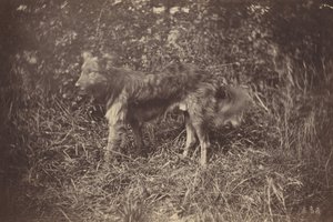 Studie eines Hundes, späte 1870er Jahre (Foto) von Auguste Giraudon