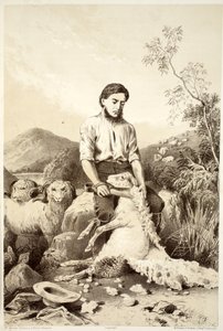Schafschur, aus Die Geschichte von Australasien von David Blair, McGrady, Thomson und Niven, 1879