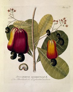 Botanik: „Cashewnüsse“ (Western Anacardium) Tafel gezeichnet aus „Medicinalium secundum Linnaei digestarum“ von Joseph Jacobi Plenck (1735-1807) 1788-1803 Private Sammlung von Austrian School