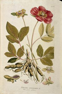 Botanik: „Pfingstrose officinale“ (Paeonia officinalis) Tafel aus „Medicinalium secundum Linnaei digestarum“ von Joseph Jacobi Plenck (1735-1807) 1788-1803 Private Sammlung