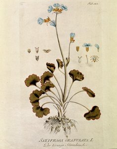 Botanisch: Saxifrage granule (Saxifraga granulata) Tafel aus Medicinalium secundum Linnaei digestarum von Joseph Jacobi Plenck (1735-1807) 1788-1803 Private Sammlung