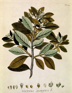Botanik: „Winterrinde“ (Wintera aromatica) Tafel aus „Medicinalium secundum Linnaei digestarum“ von Joseph Jacobi Plenck (1735-1807) 1788-1803 Privatsammlung