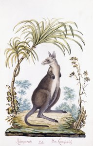 Känguru, 1794